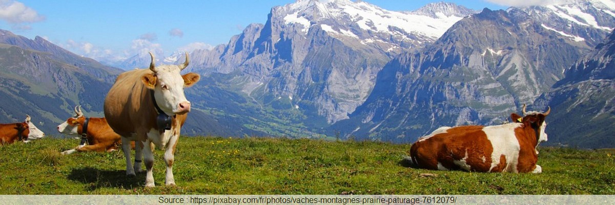 Montagne vaches