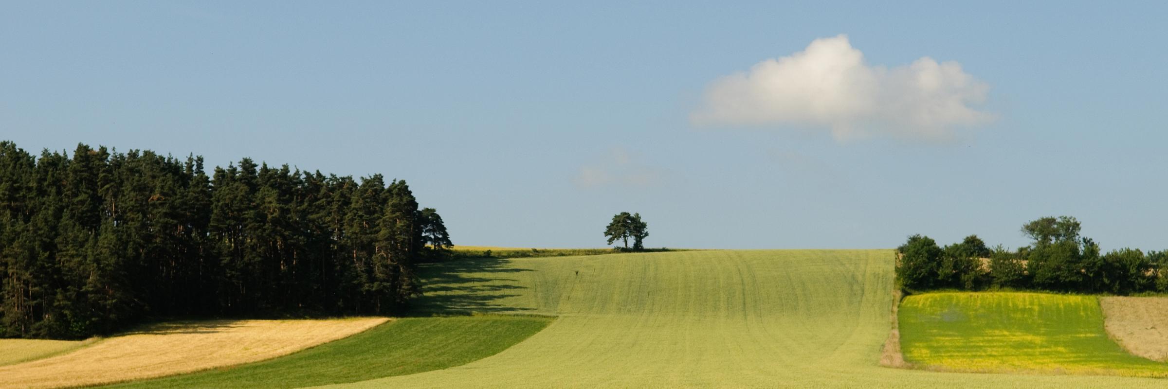 Champs de blé