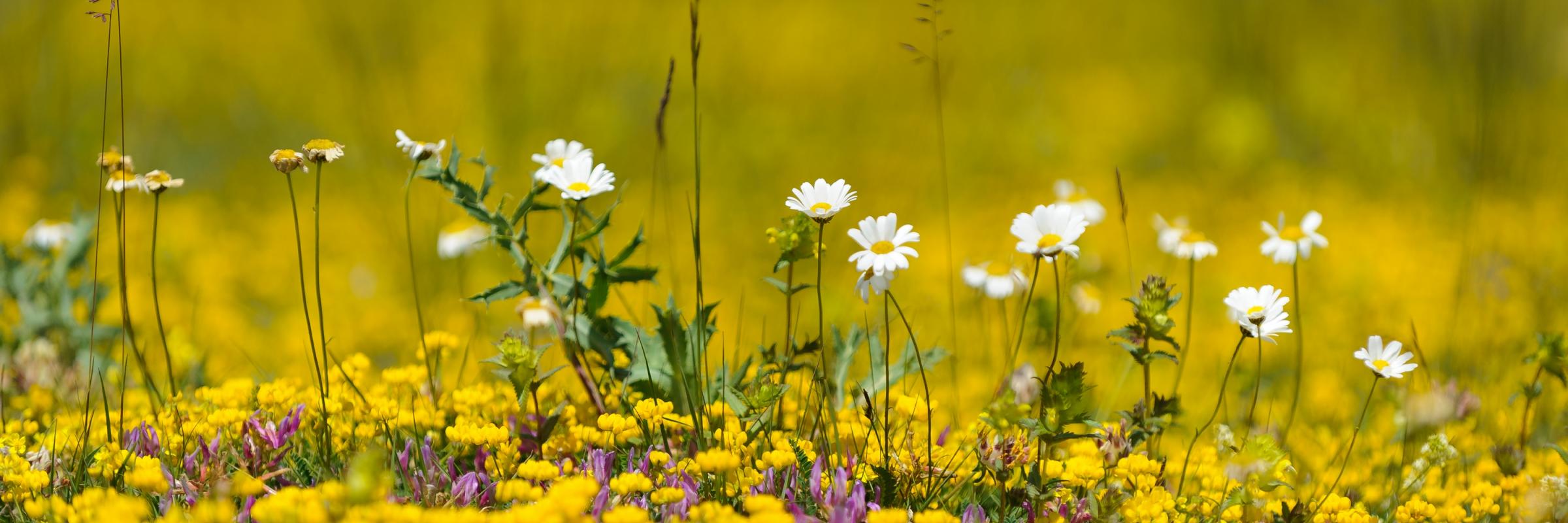 Fleurs sur le plateau du causse Méjean 