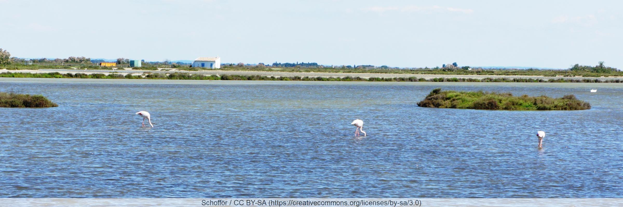 Camargue