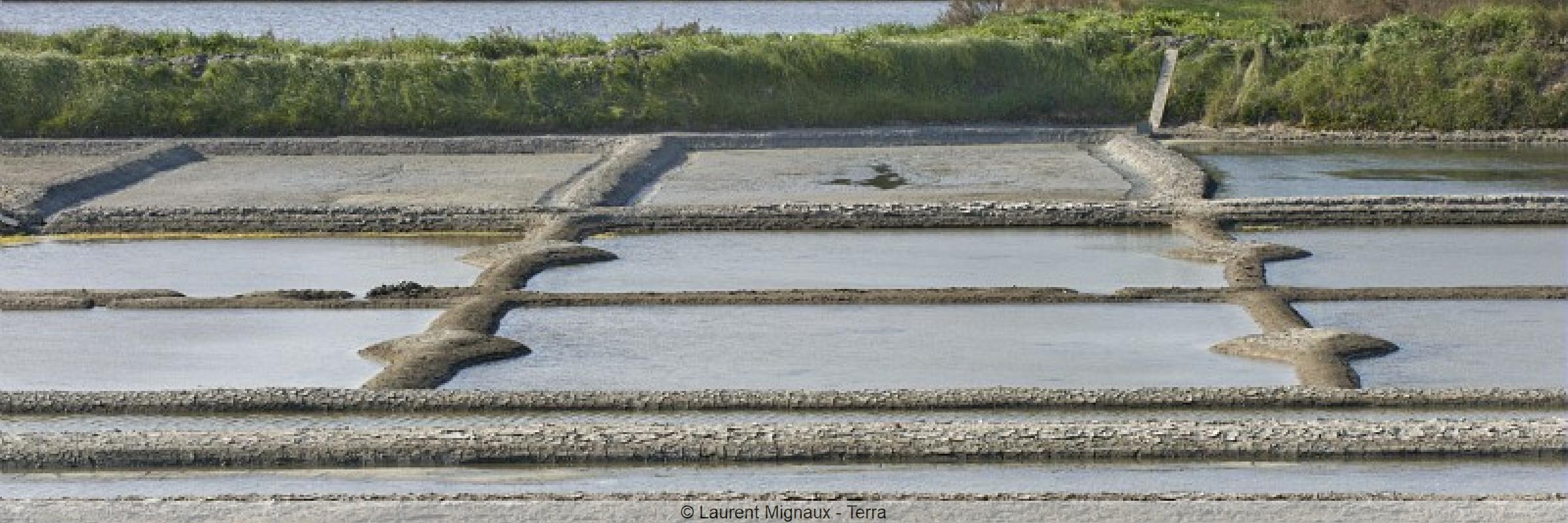 Marais des salins