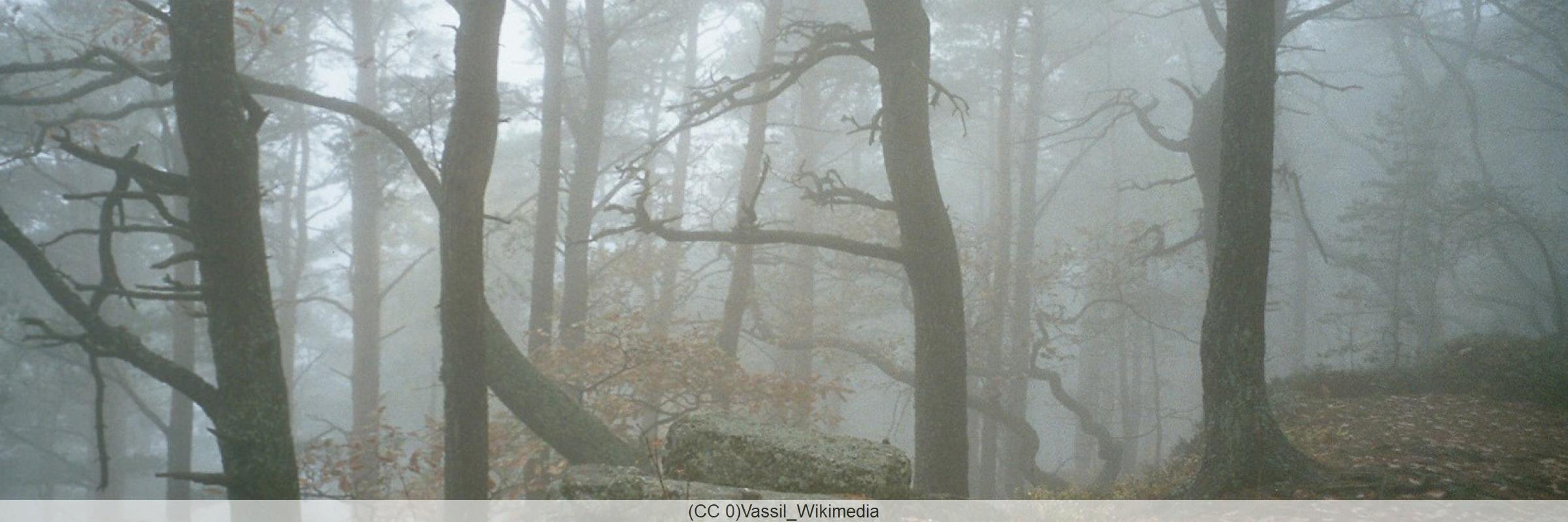 Forêt dans brouillard
