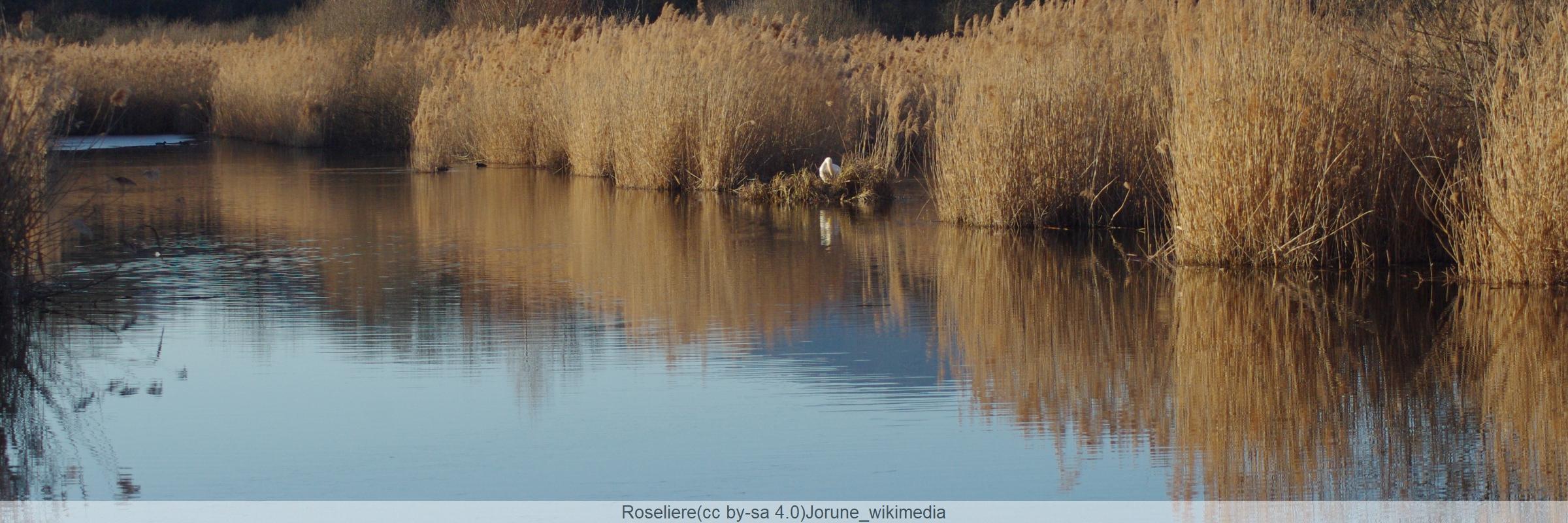 Créer un espace tampon  sur le littoral en rendant  les terres d’un polder  à la nature