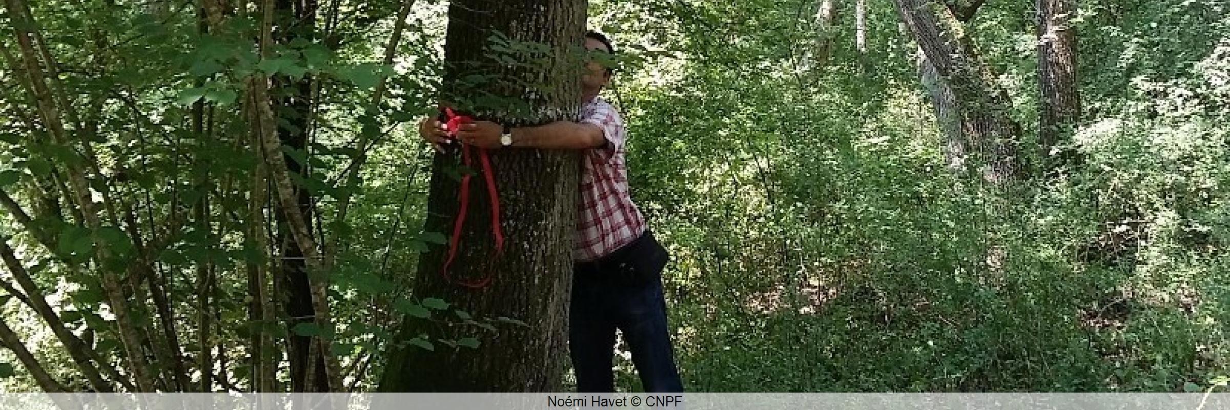 Forêt de chênes