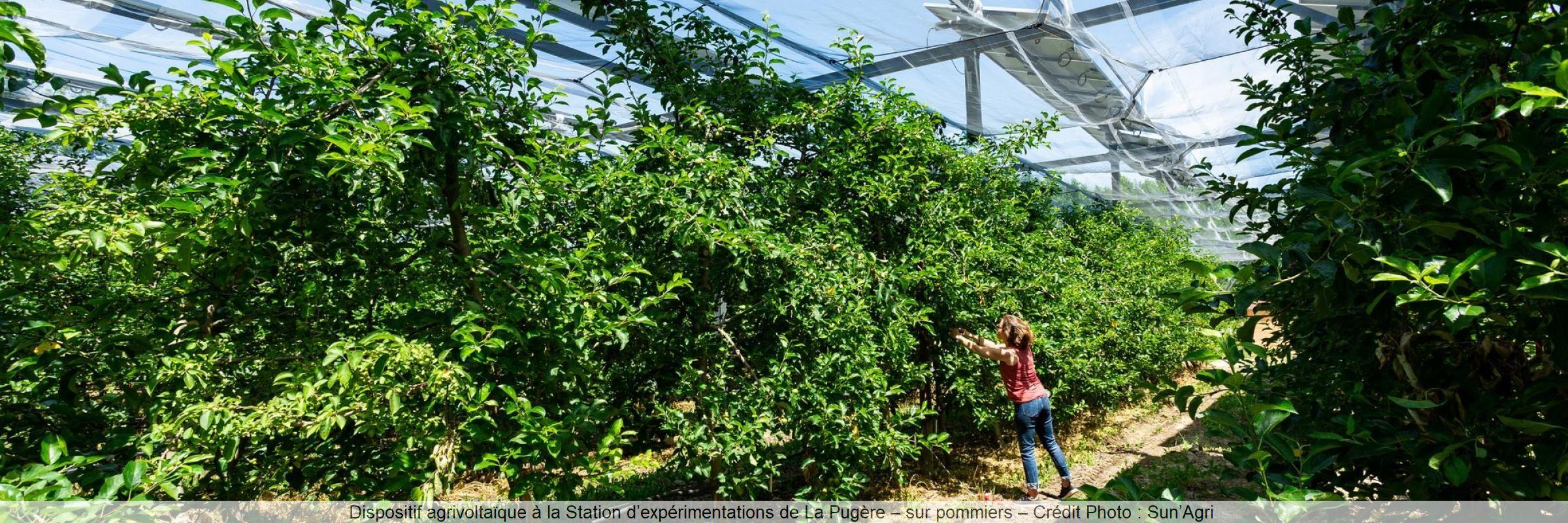 Dispositif agrivoltaïque à la Station d’expérimentations de La Pugère – sur pommiers – Crédit Photo : Sun’Agri 