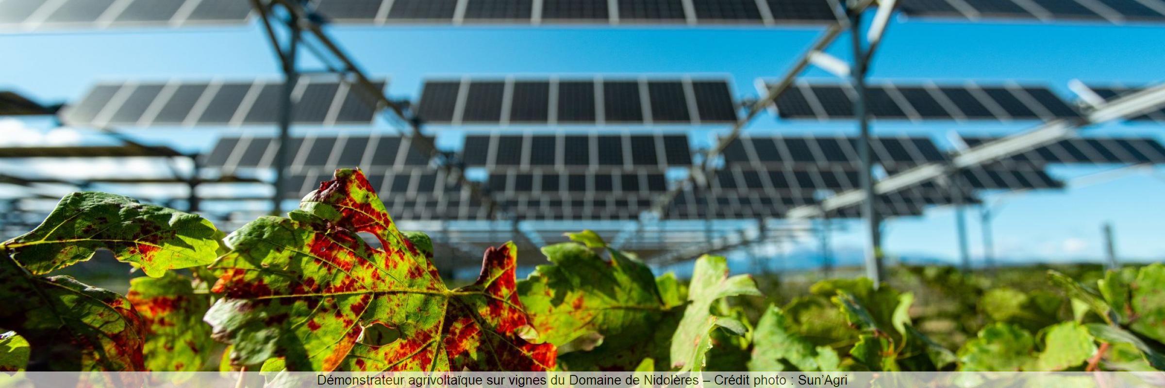 Démonstrateur agrivoltaïque sur vignes du Domaine de Nidolères – Crédit photo : Sun’Agri