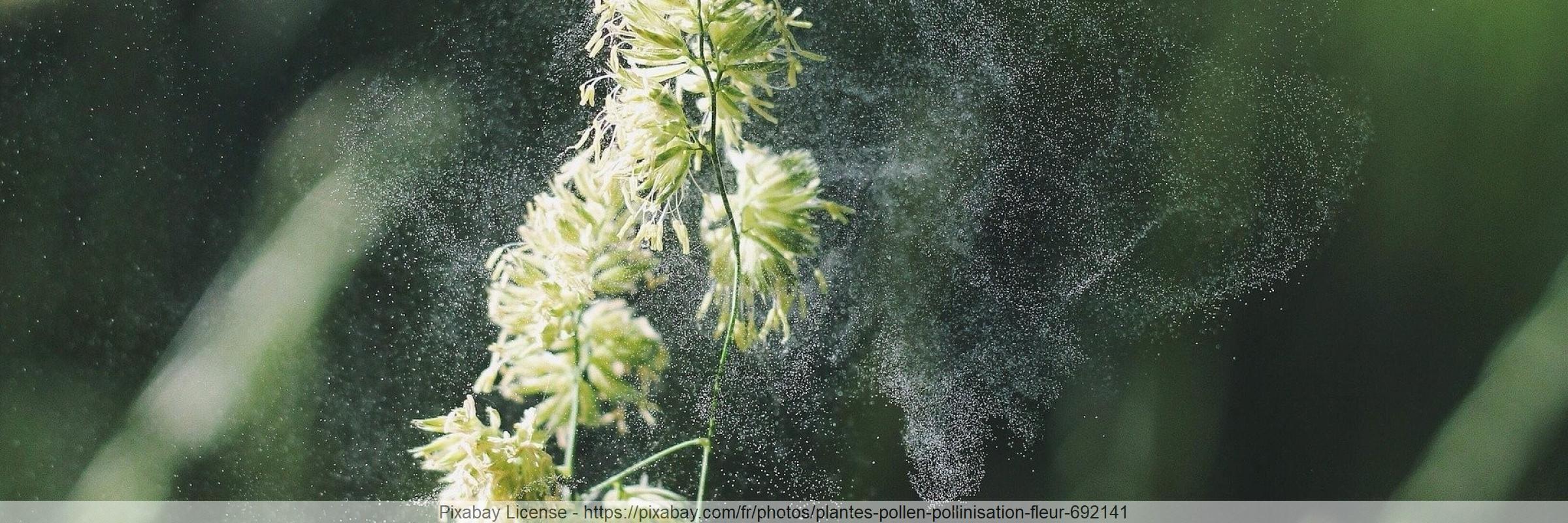 Pollen
