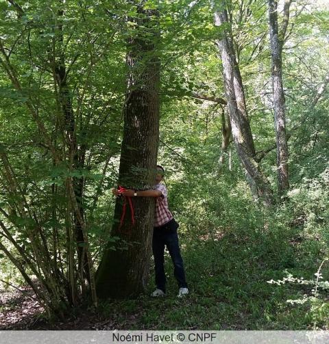 Chêne pubescent en forêt