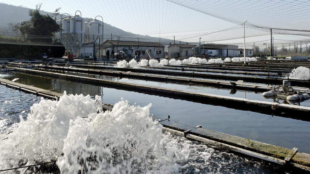 Installations de pisciculture, bassins extérieurs / Crédit :  Laurent Mignaux - Terra 
